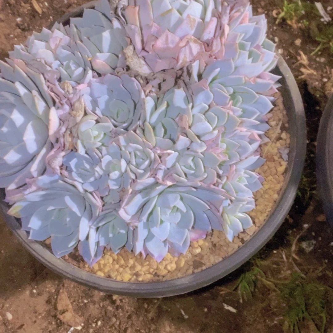 J***Y傻眼了好吧我想知道是