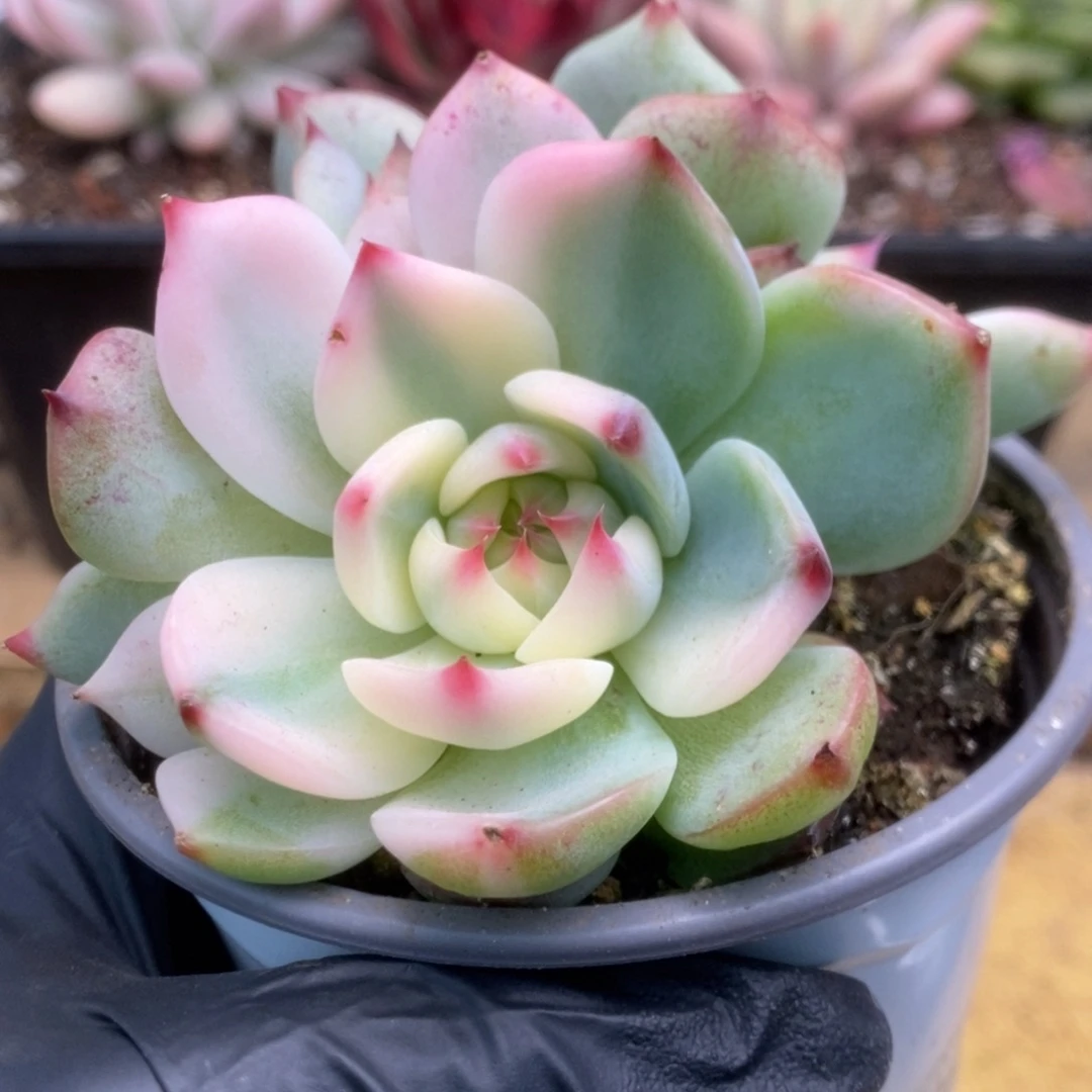 075锦锦锦锦锦锦锦锦