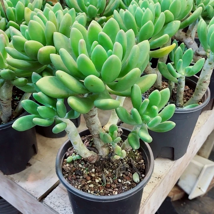 金蝉老桩四头起发