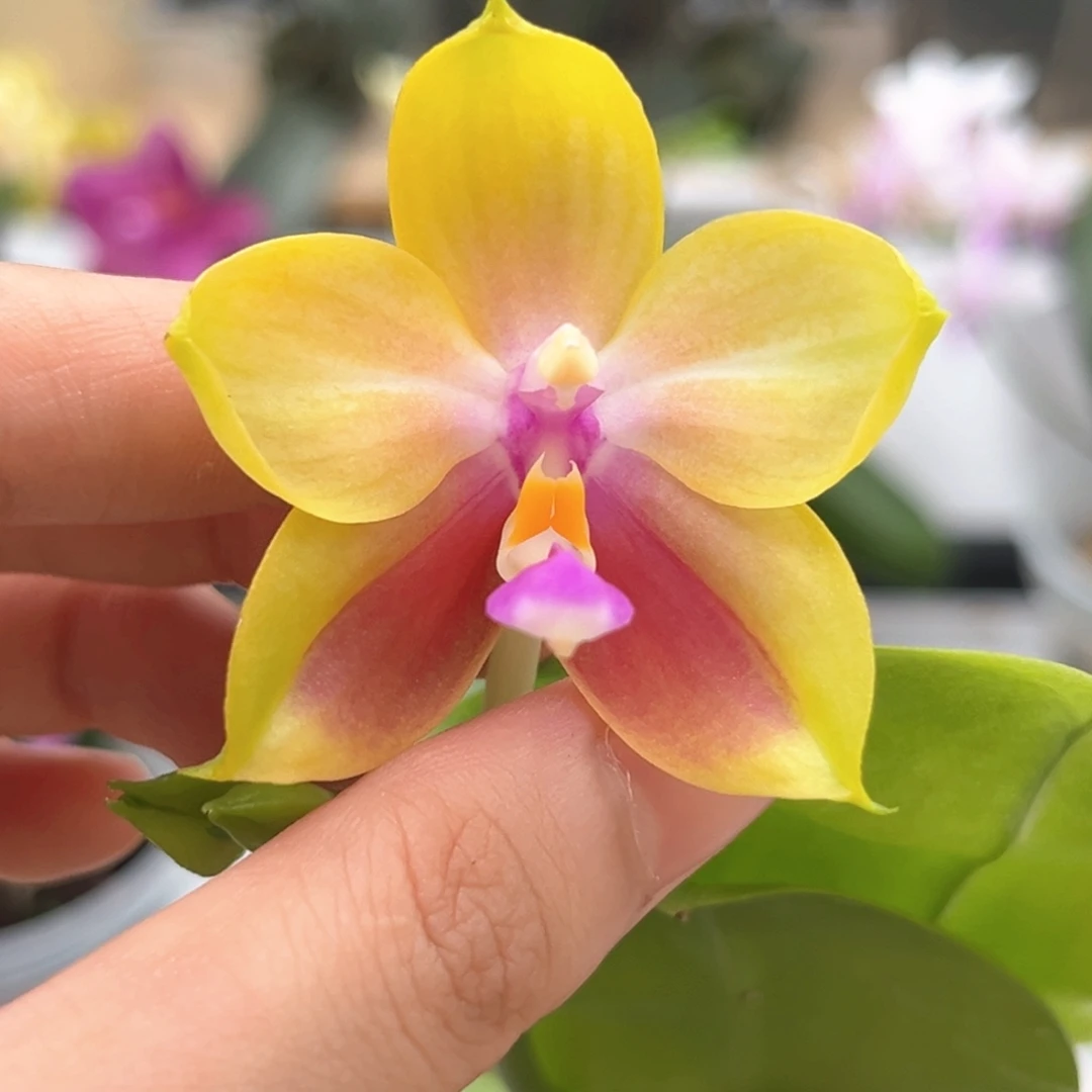 完全开放2.5寸鹰隼彩虹开花株