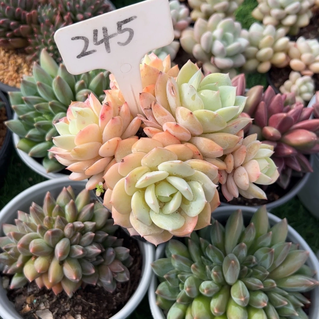 恋曲多肉植物保护研究所