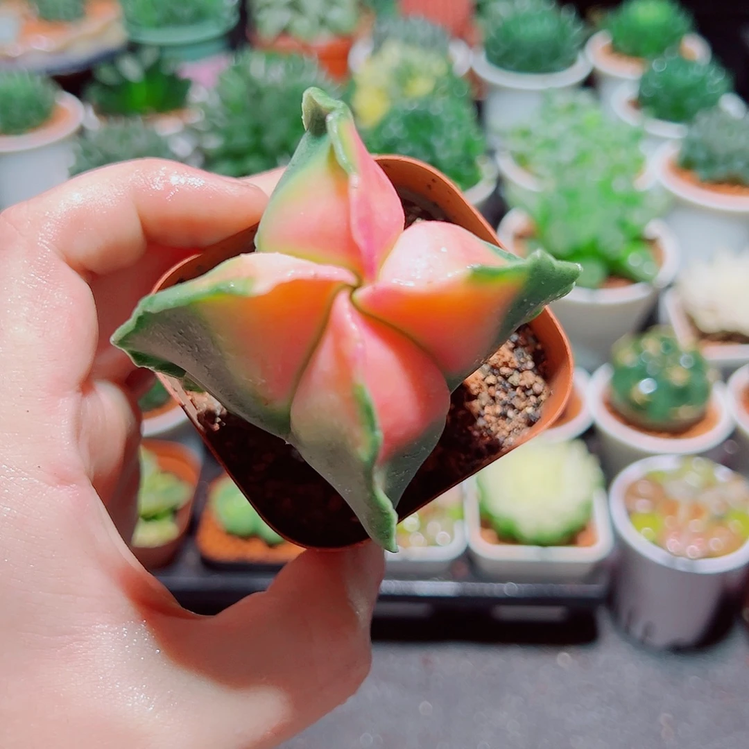 粉心鸾凤玉多肉多肉