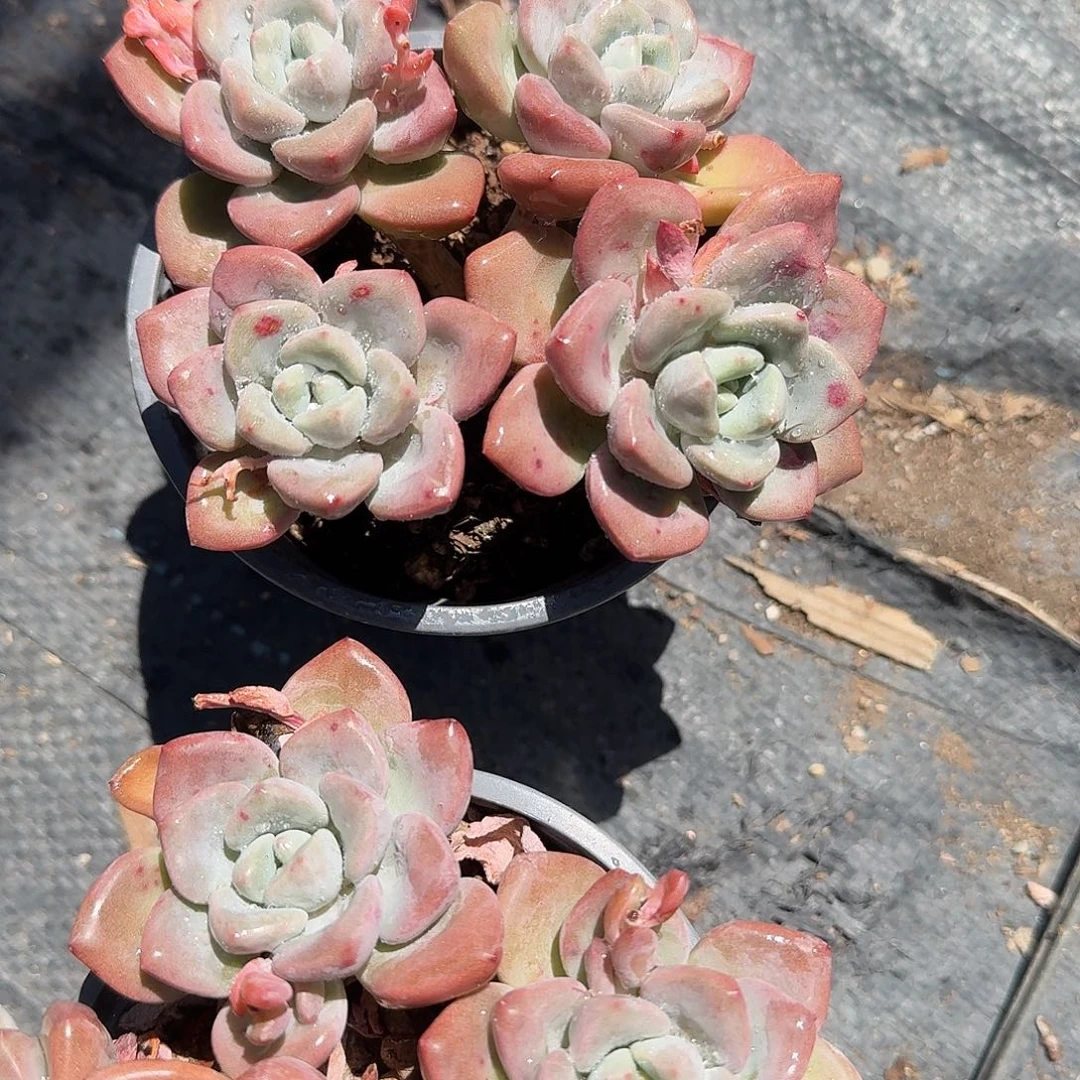 花斑鹿老庄多肉植物