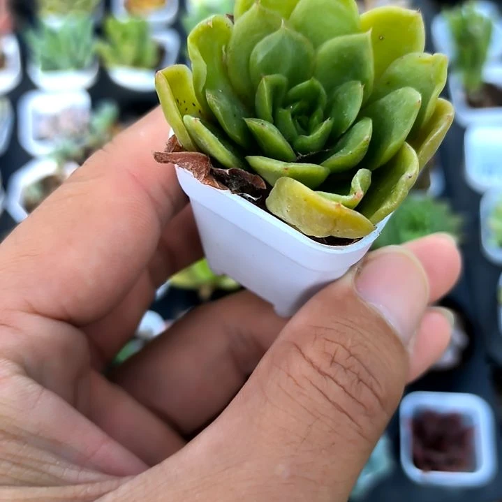 白蜡东云，满5元包邮