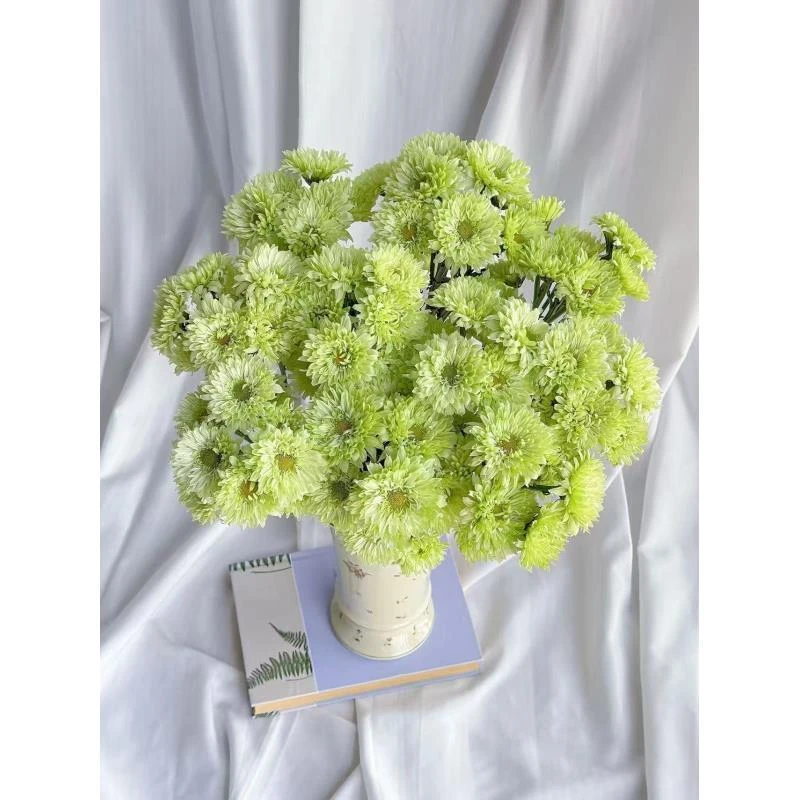 【云鹏鲜花】翠羽小菊  遇水即炸 超长待机  云南昆明斗南基地直发