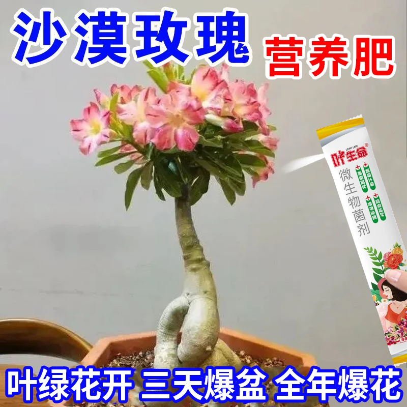 抢【爆开花】沙漠玫瑰营养肥催花苞促开花助生长延长花期专治不开花