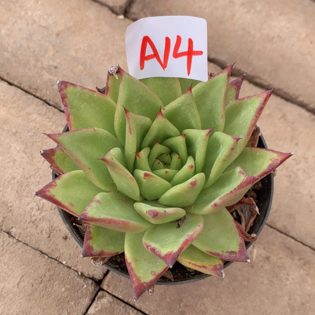 口红多肉植物A14