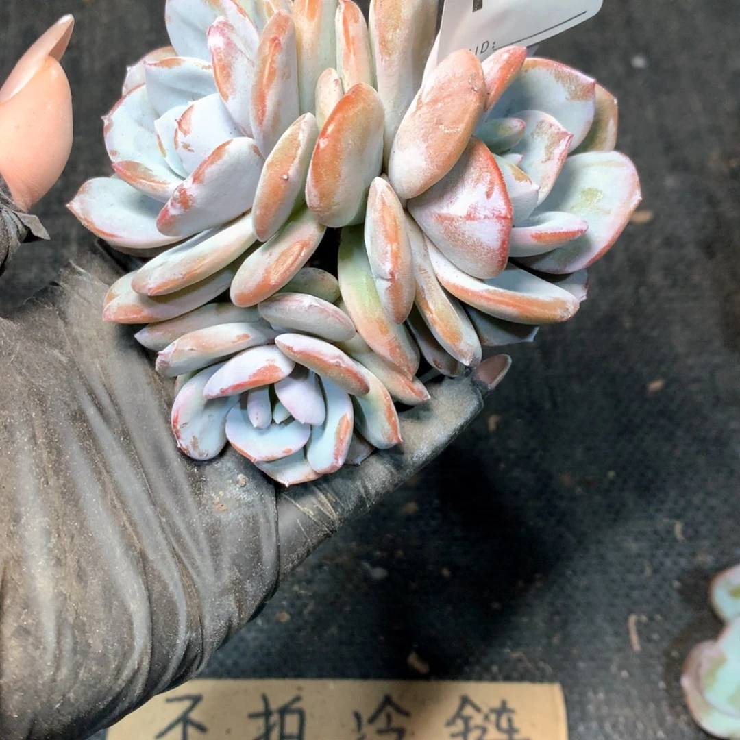 # 135 不拍冷链不售后