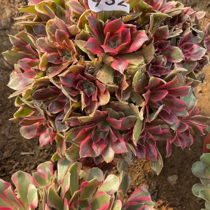 无花朵932多肉植物浣纱