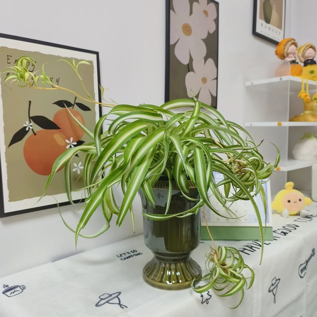 卷叶金边金心吊兰盆栽室内阳台四季常青净化空气吸除甲醛水培绿植
