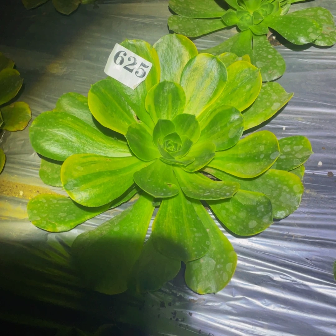 香炉盘黄七彩多肉植物625