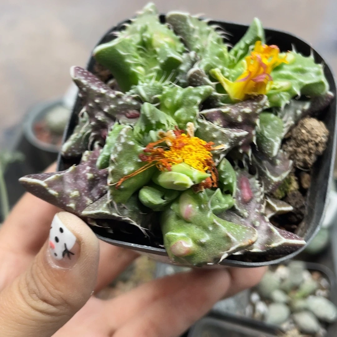 198怒涛（满18元包邮）