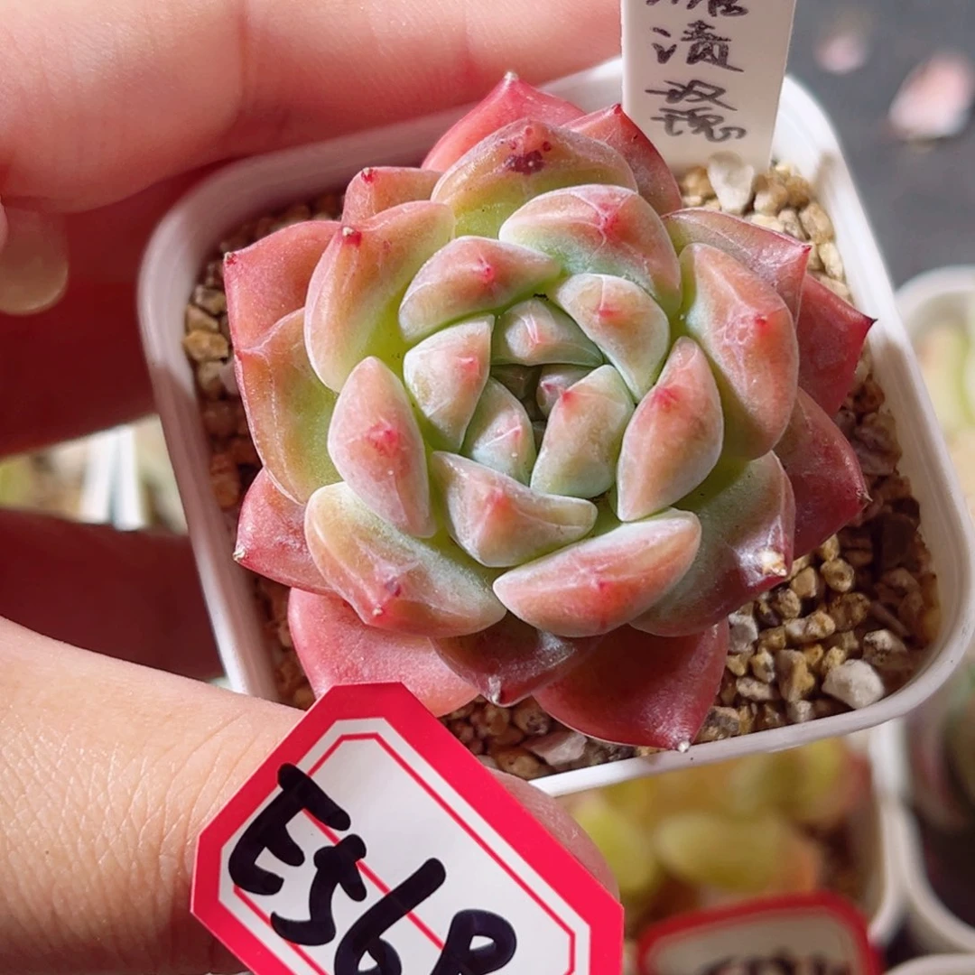 E569 一物一拍 18包邮  糖渍玫瑰