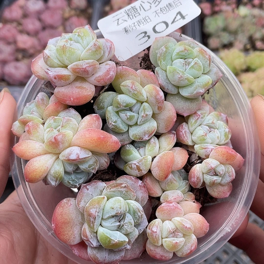 云糖心多肉植物304