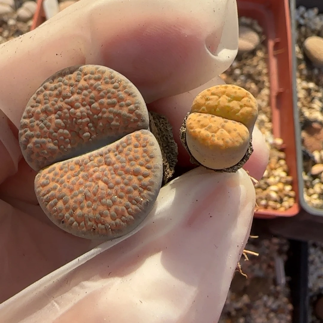 嗯***o11.2。美美哒生石花母本。8057