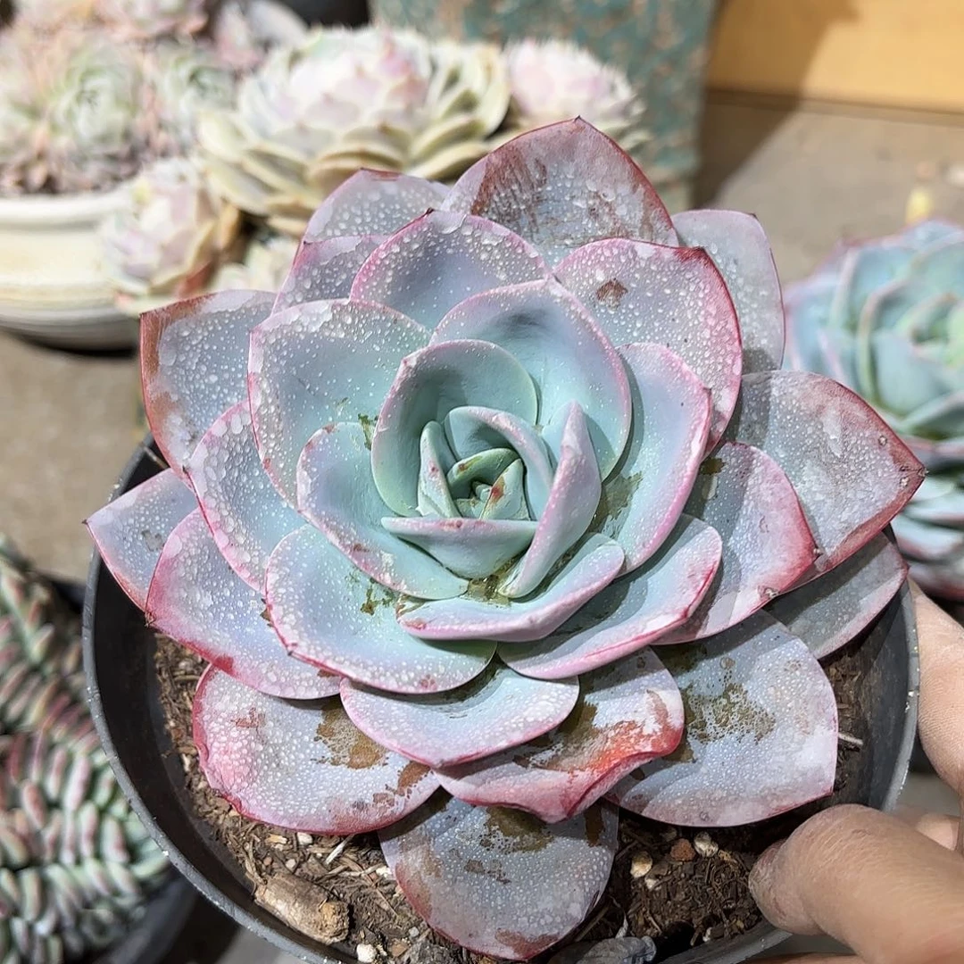 同温层多肉布鲁蓝466