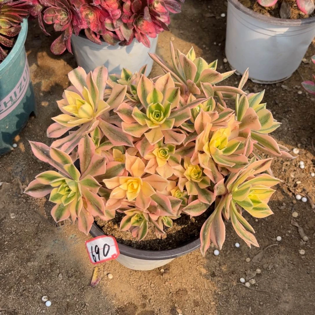 690多肉植物枫叶锦