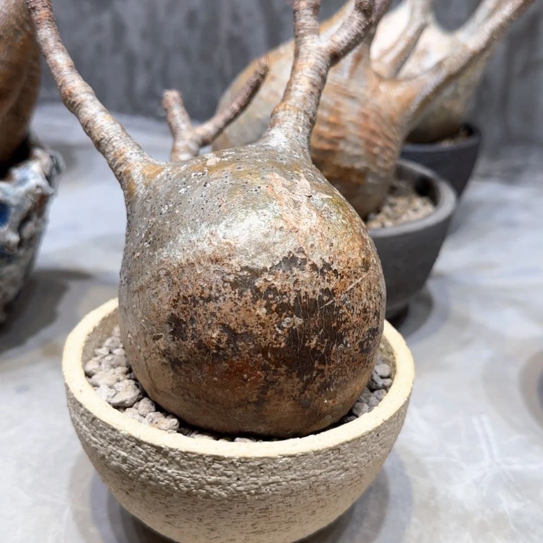 有根象牙宫一物一拍