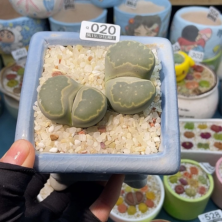 大舅生石花肉锥多肉020