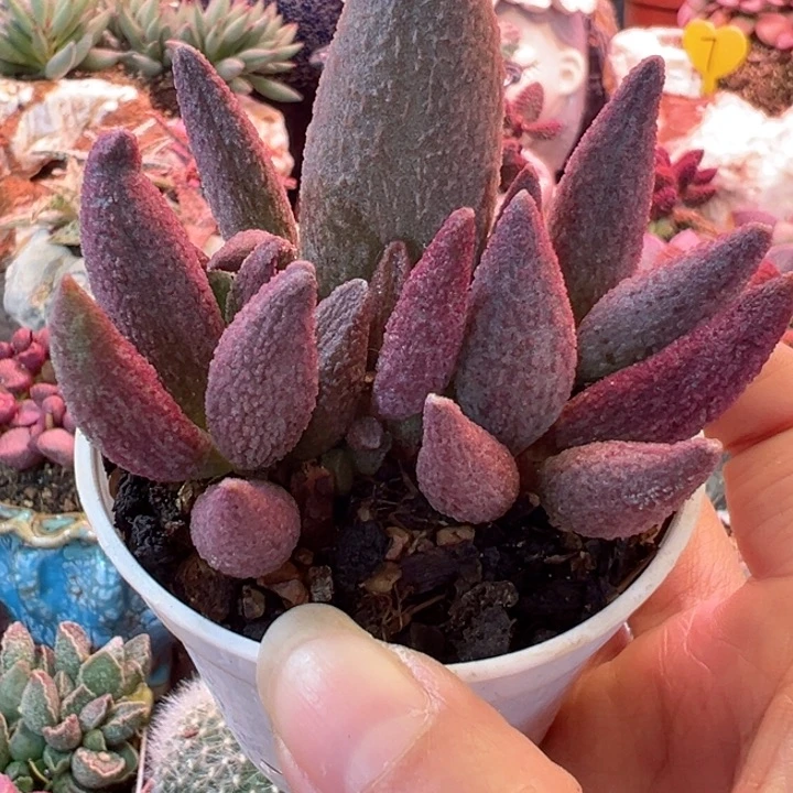 飞*感谢支持一物一拍