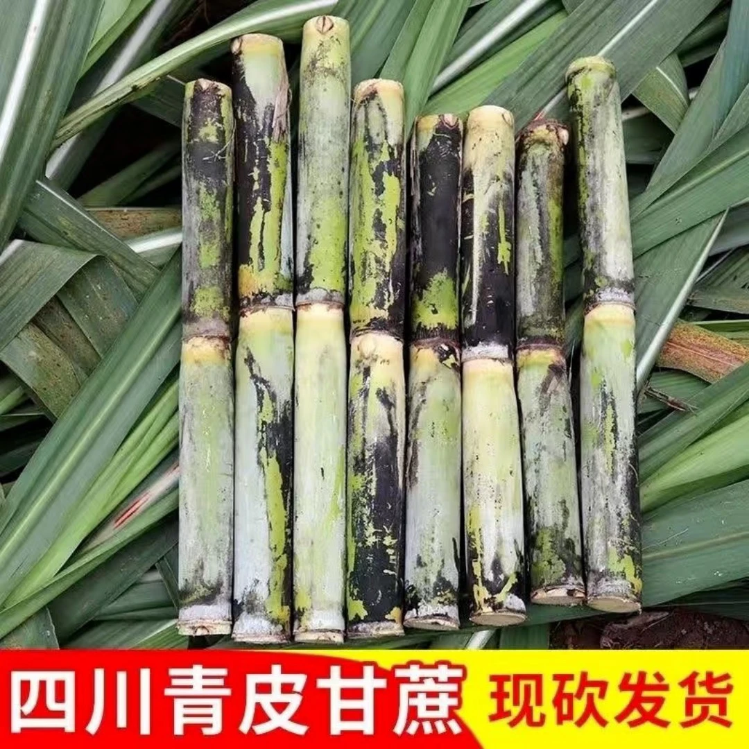 江北青皮雪花甘蔗脆甜多汁鲜砍现发只取中间段发货