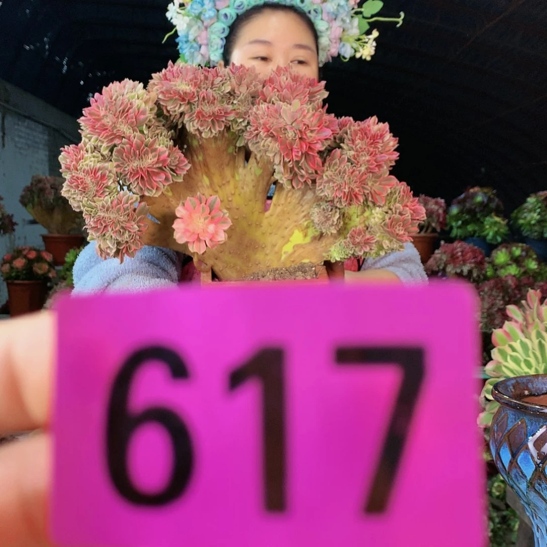 ssssssssssssssssssss617