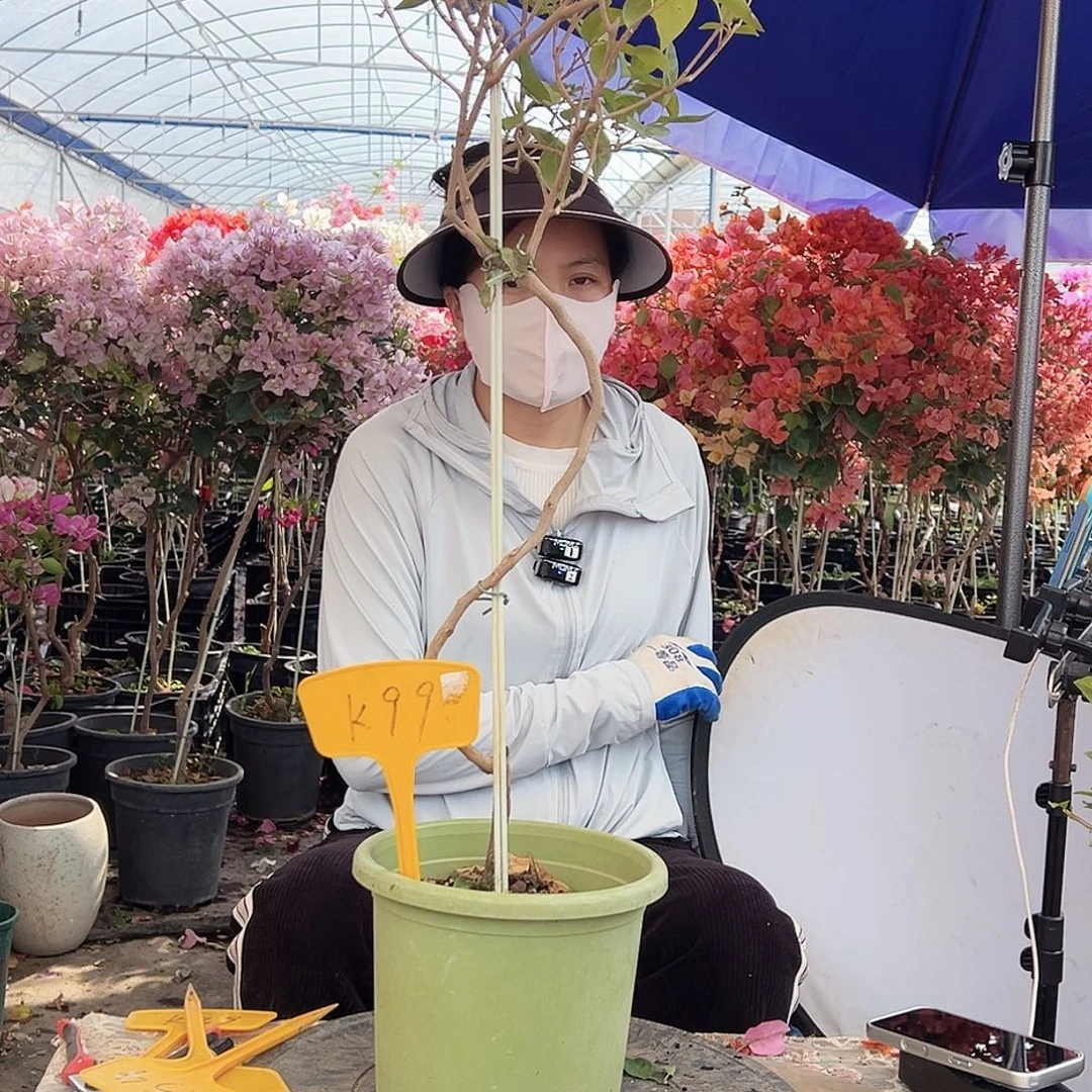 百***忍大部分花苞少量开放K99棒棒糖一颗