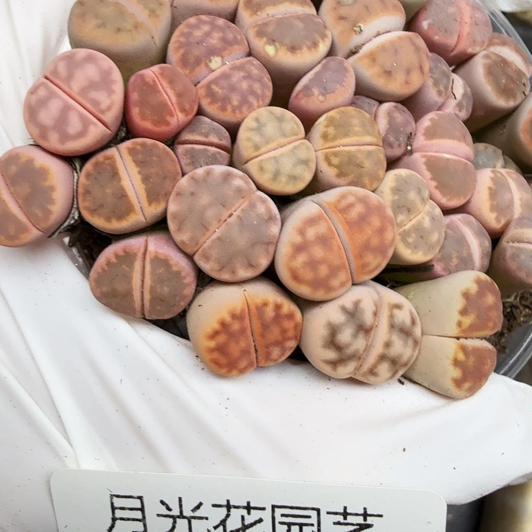 我想吃东西我自己来嘛233哈哈