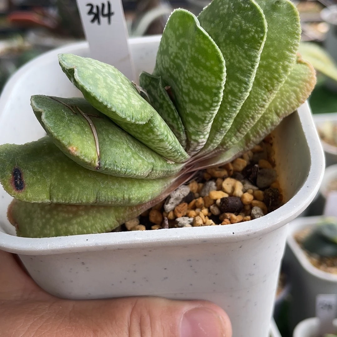 314脱土发货111111111