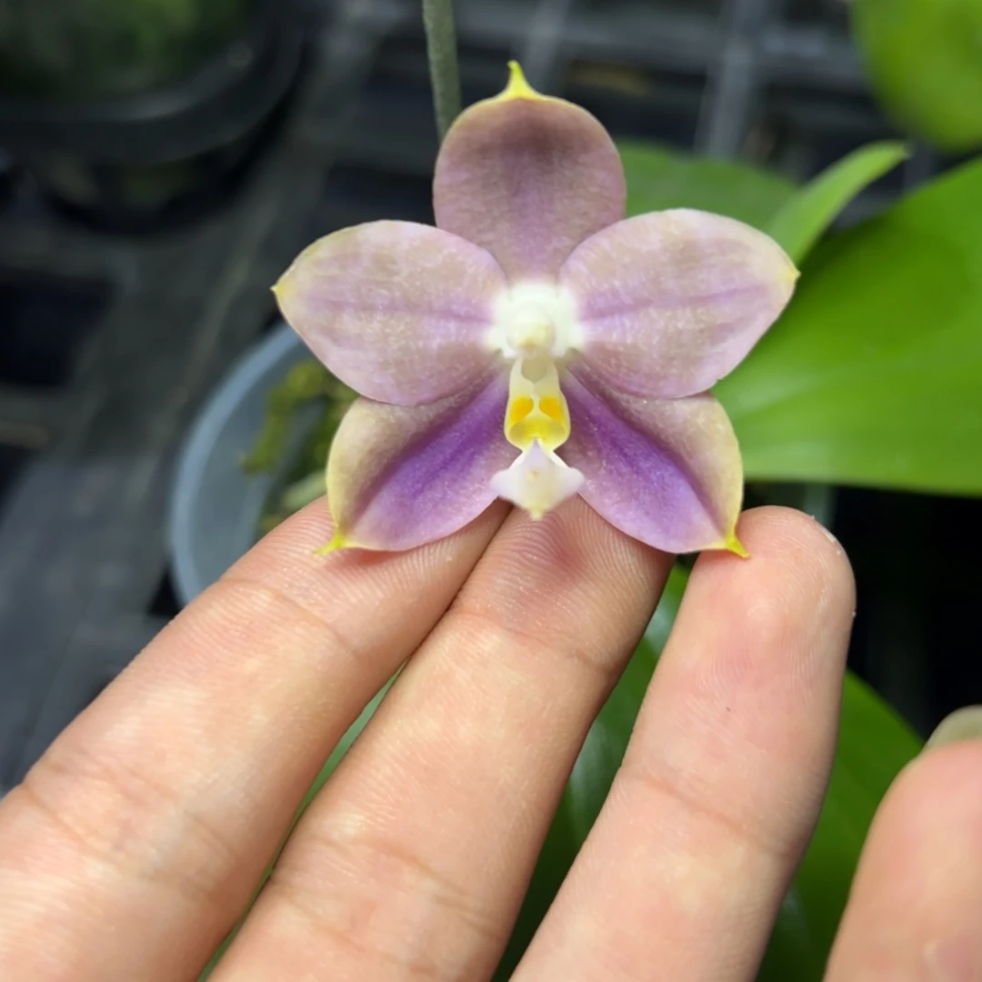 完全开放l705三寸ys1209