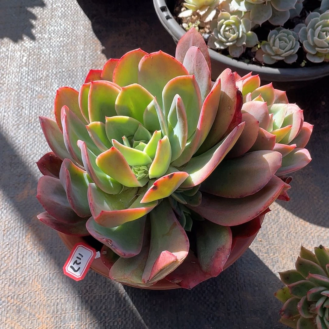 1127绮罗 一物一拍多肉