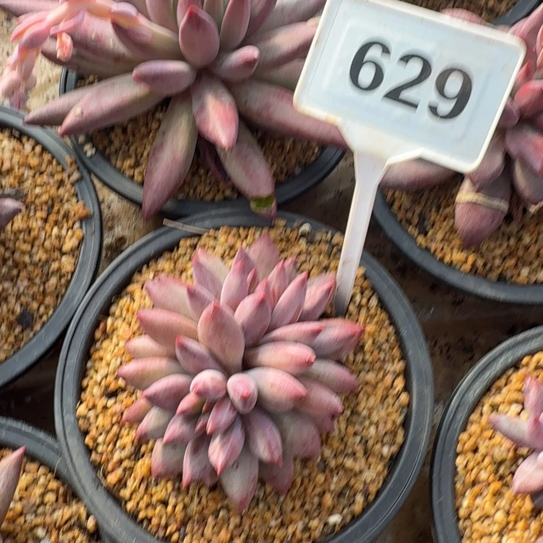 多肉植物虞美人629