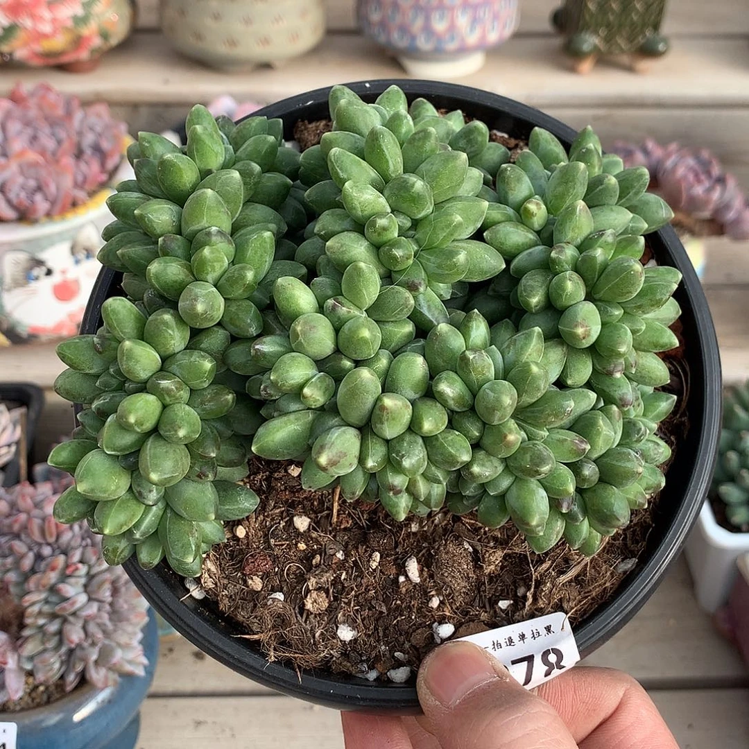 0078千代田缀化一颗14厘米