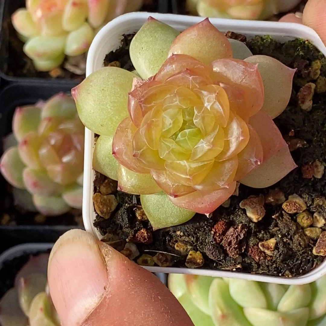 天官赐福百无禁忌