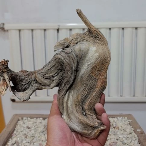 柏木（崖柏）崖柏根艺根雕天然