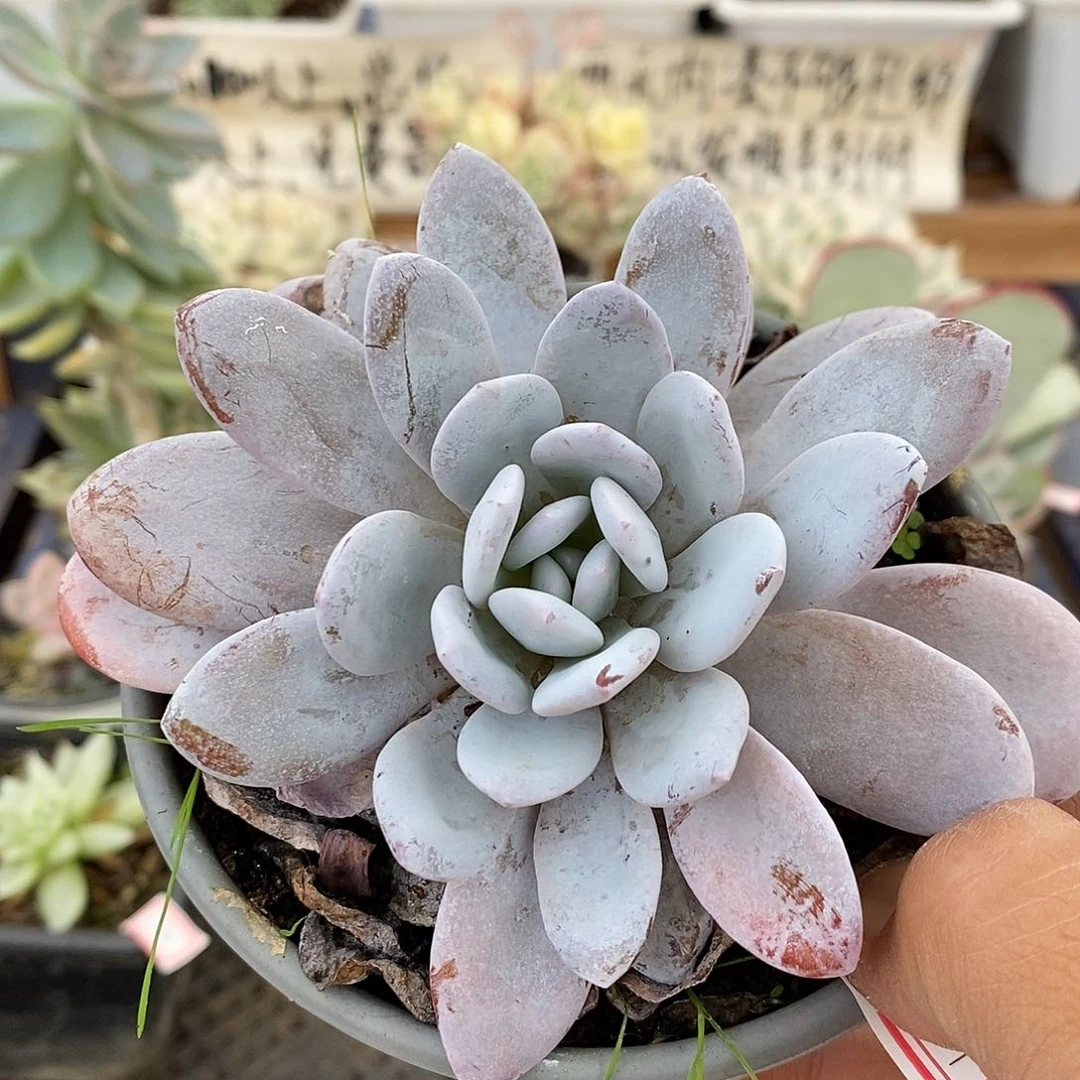 22271 雪莲 不售后