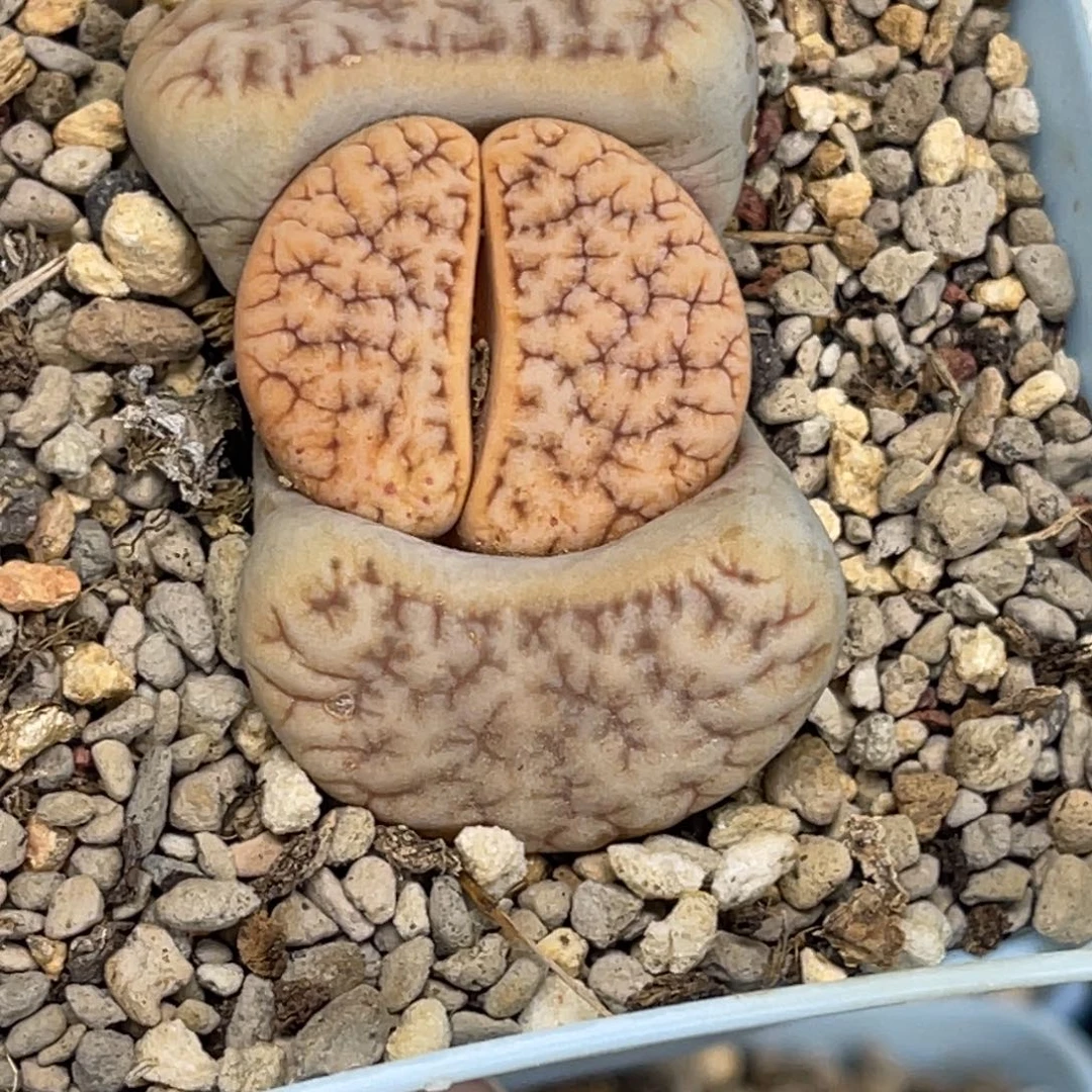 1783拿铁189尺寸2.8