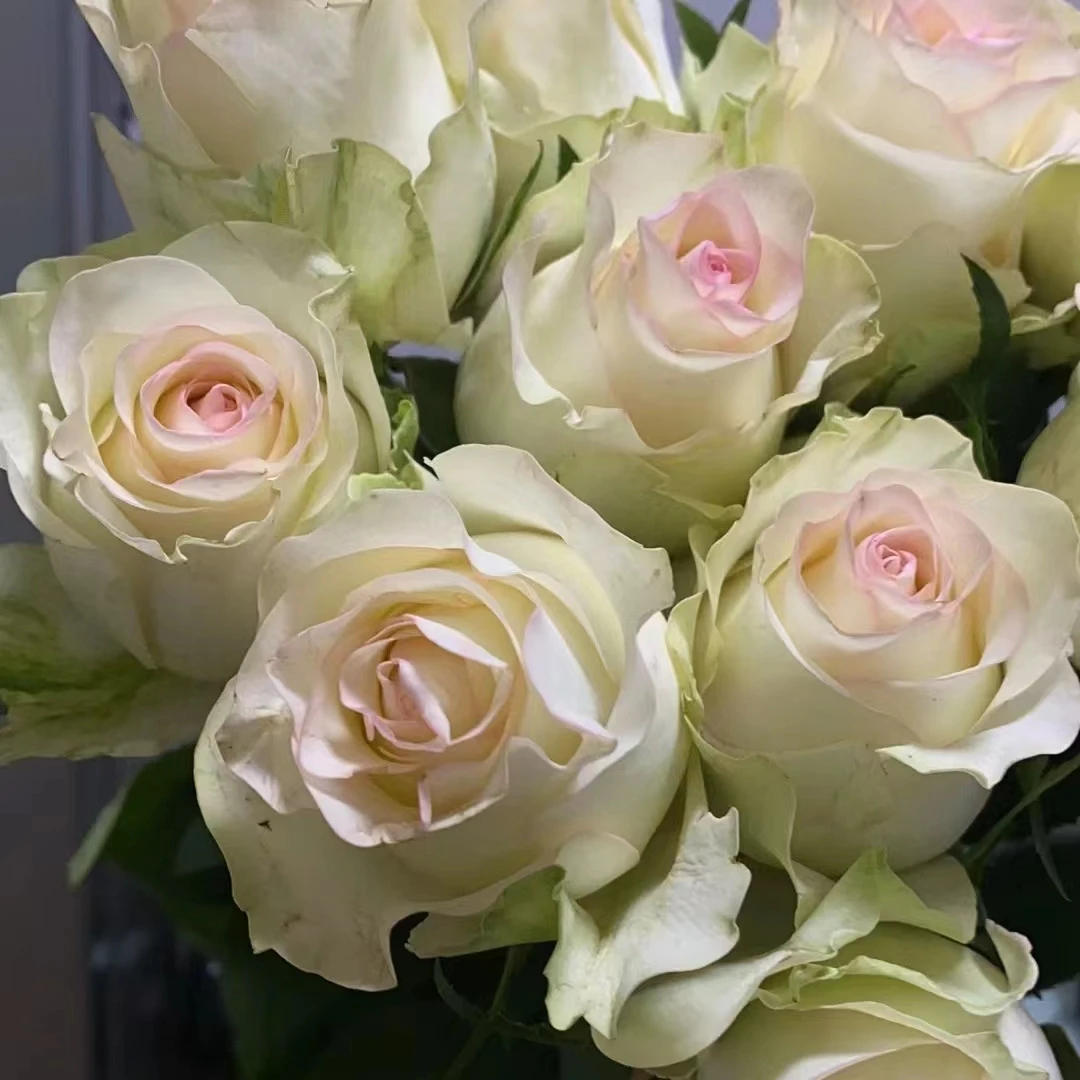 【轶1】甜蜜艾莎18支+2支防损鲜切花玫瑰居家鲜花 收到花带包装醒花
