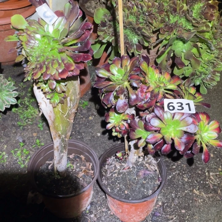 631号2颗小缀法师多肉