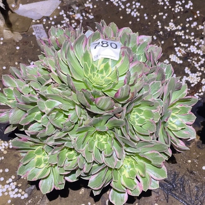 多肉植物断枝不包780水蜜桃