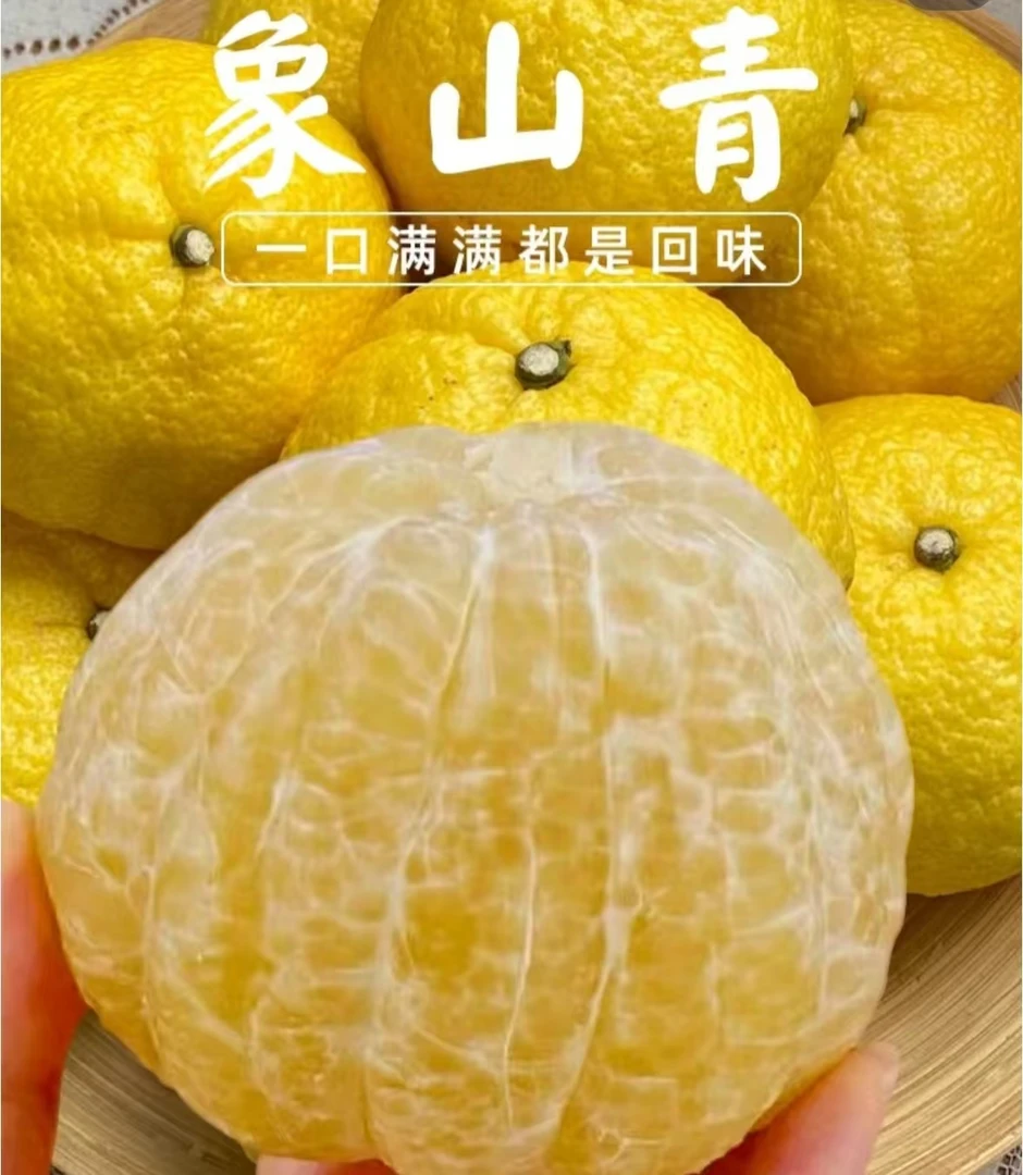 象山青柑橘现摘现发象山直发新鲜优质天然美味水果橙子