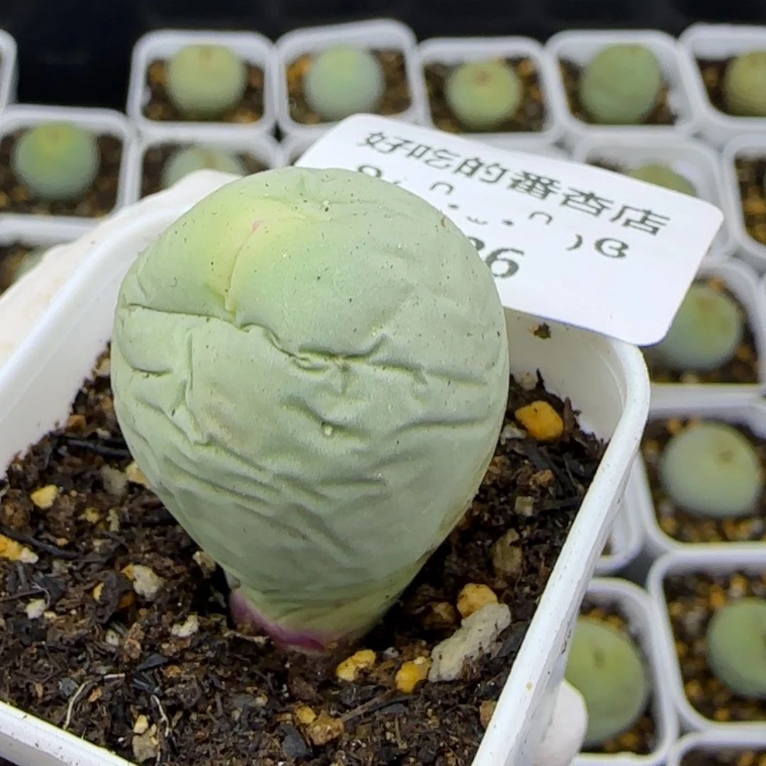 9786。默认脱土。18包邮。偏远88包邮