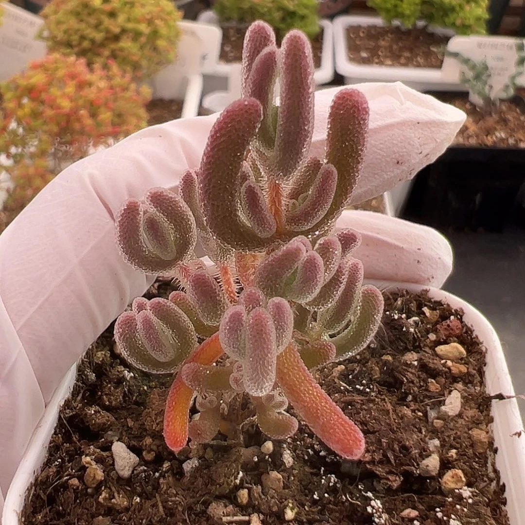 1098号实生优选杂1.2多肉