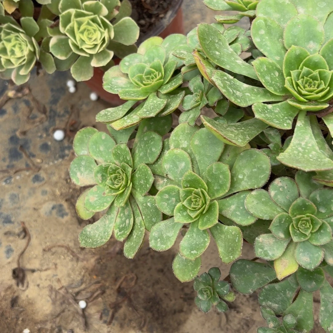 878多肉植物捧花的时候