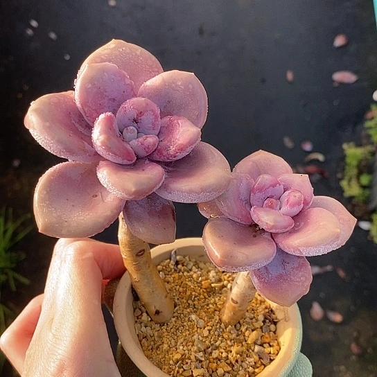 271多肉植物老桩