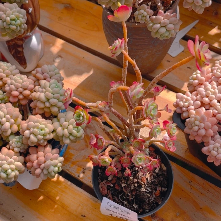 梦*?谢谢你的支持00000001157