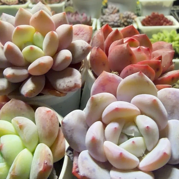 雪茶套餐四颗满12.9包邮