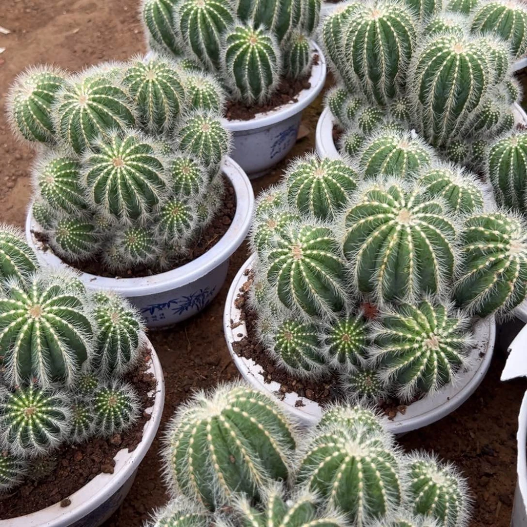 银冠随机一颗。