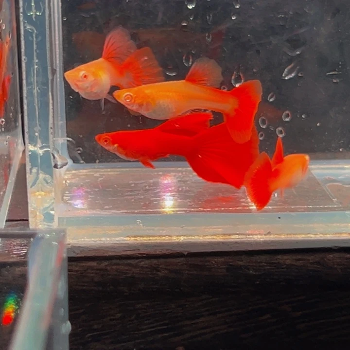 孔雀鱼血红一对包邮