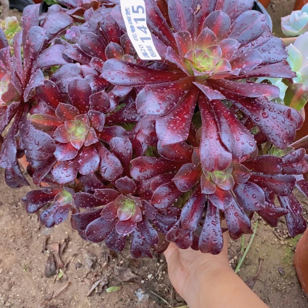 1415 号一物一拍多肉植物